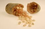 baobab-2