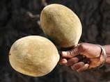 baobab-3