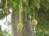 baobab4